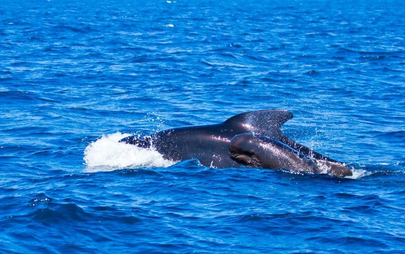 Observação de baleias em Gibraltar