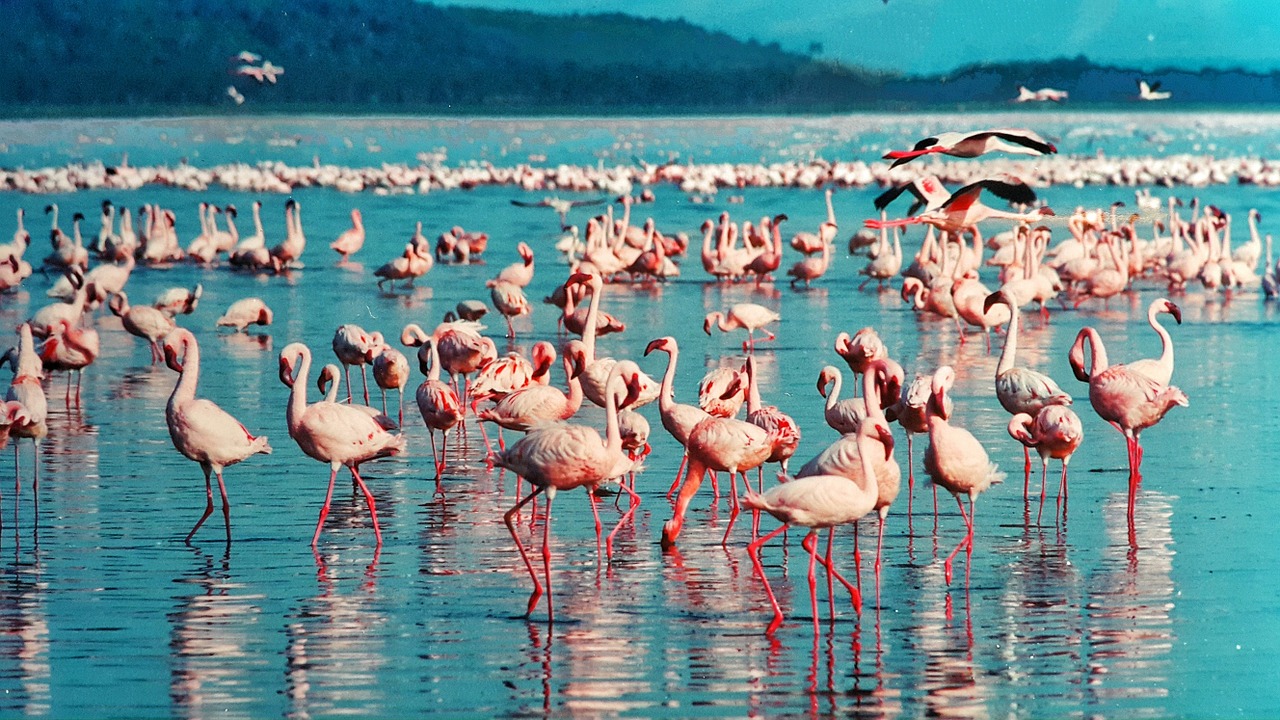 Lago Nakuru no Quênia o que fazer no quenia