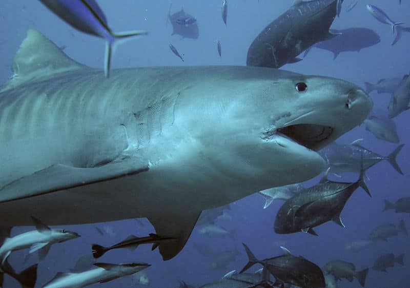 Mergulho com tubarão em Fiji