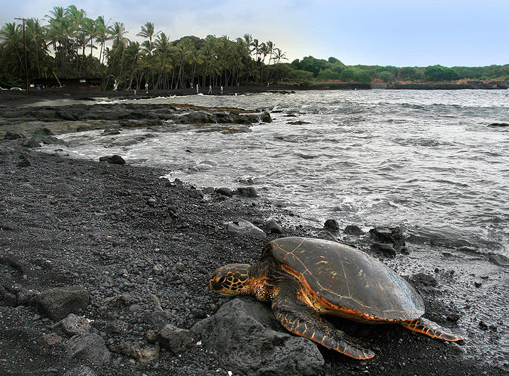 Praia de areia preta em Big Island Praias em Big Island