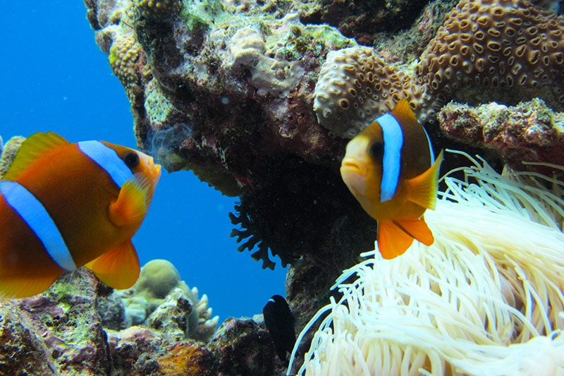 Melhores pontos de mergulho na Austrália