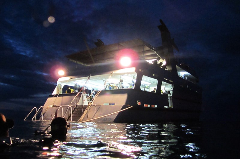 Mergulho noturno em Great Barrier Reef