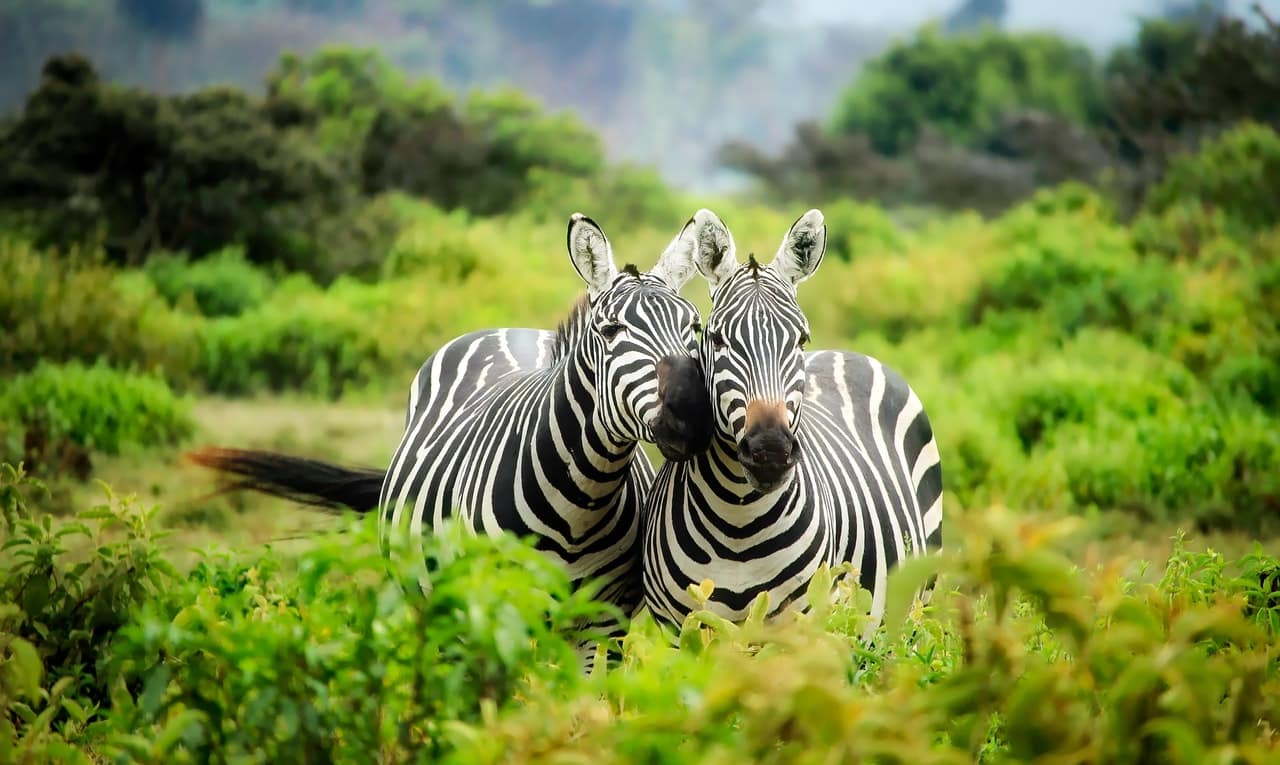 precisa de visto para áfrica do sul lugares para visitar na áfrica do sul