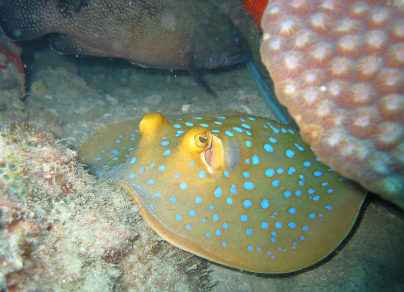 Mergulhar em Koh Tao