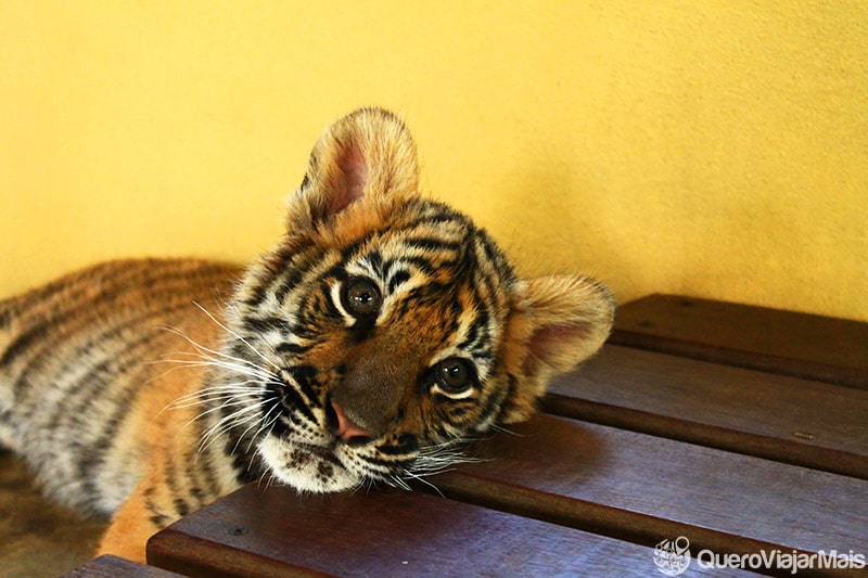 O que fazer em Chiang Mai