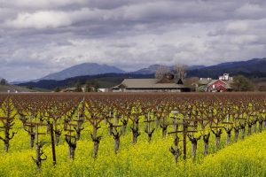 Onde ficar em Napa Valley, na Califórnia: 4 cidades e hotéis Onde ficar em Napa Valley, na Califórnia: 4 cidades e hotéis