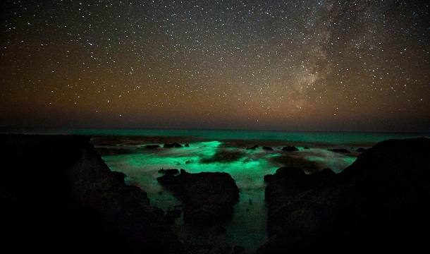 Plankton luminoso.