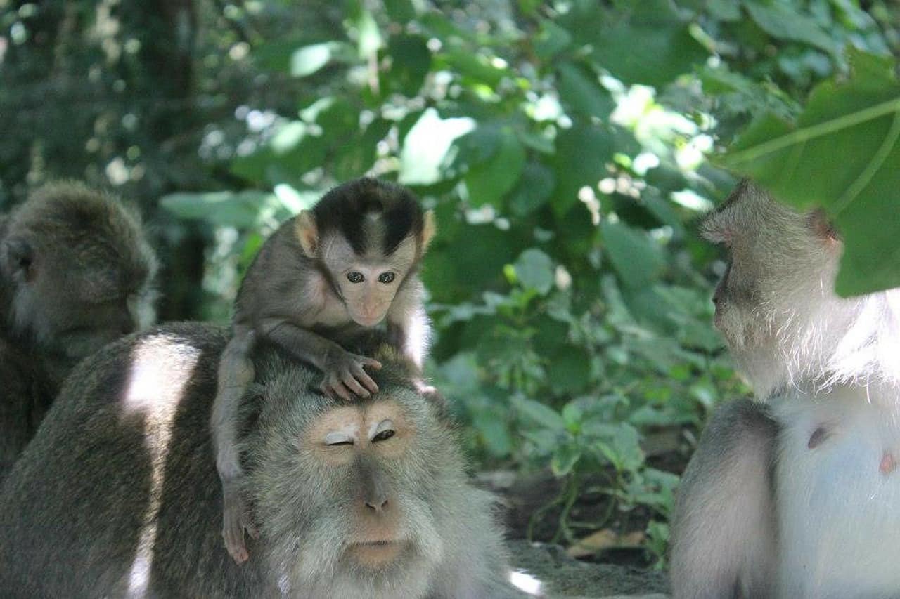 compras em bali pontos turisticos imperdíveis de bali
