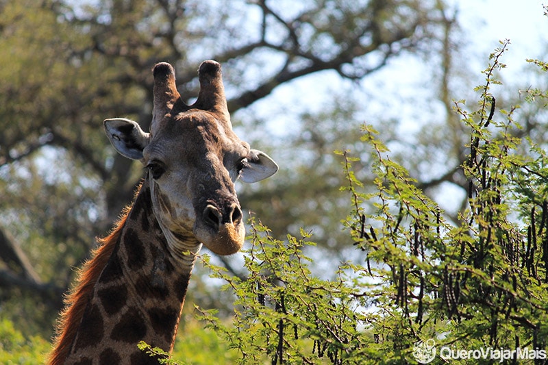 Safari no Kruger Park