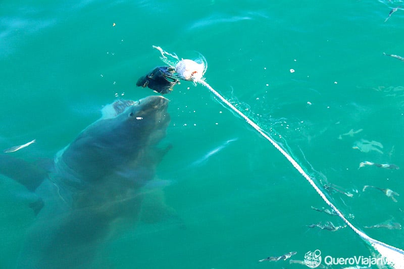 Mergulhar com tubarão branco em Cape Town