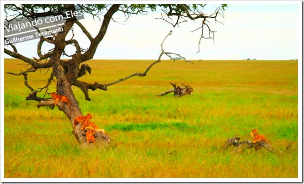 safaris-na-africa