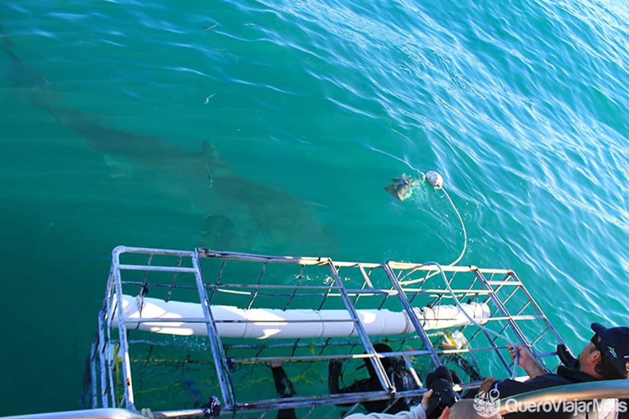 Mergulho em gaiola com tubarões branco