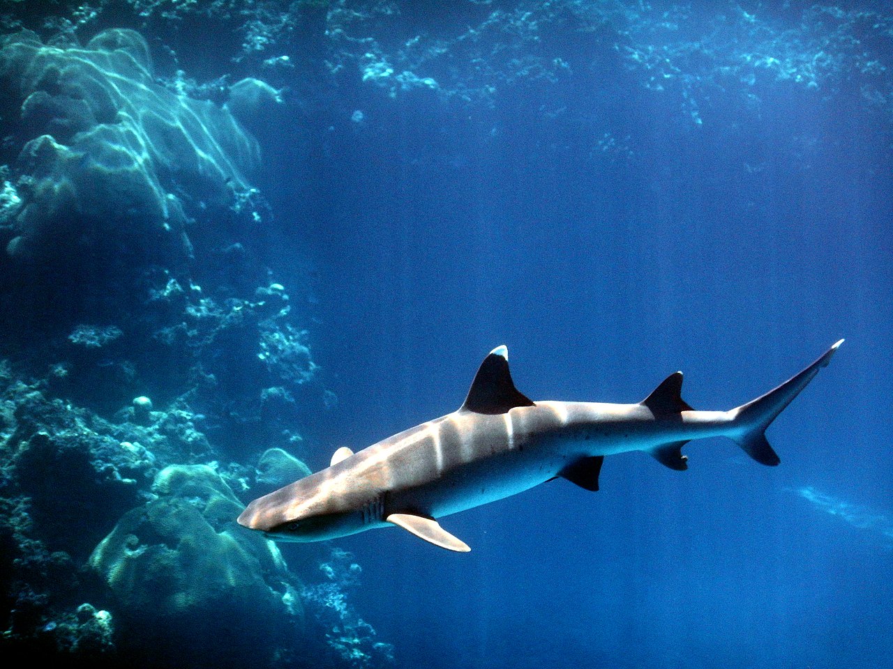 Mergulho com tubarão em Fiji
