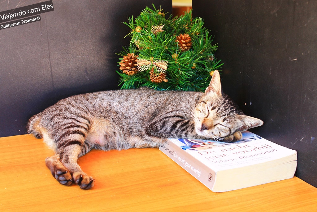 Gato descansando em Koh Phi Phi