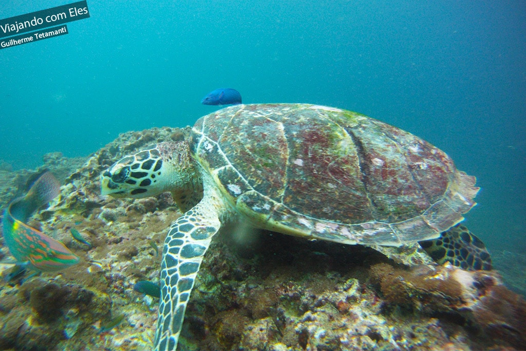 Mergulho em Koh Phi Phi