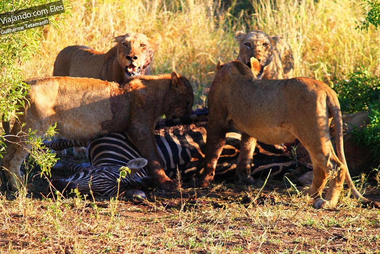 Kruger Park Kruger Park, Africa do Sul