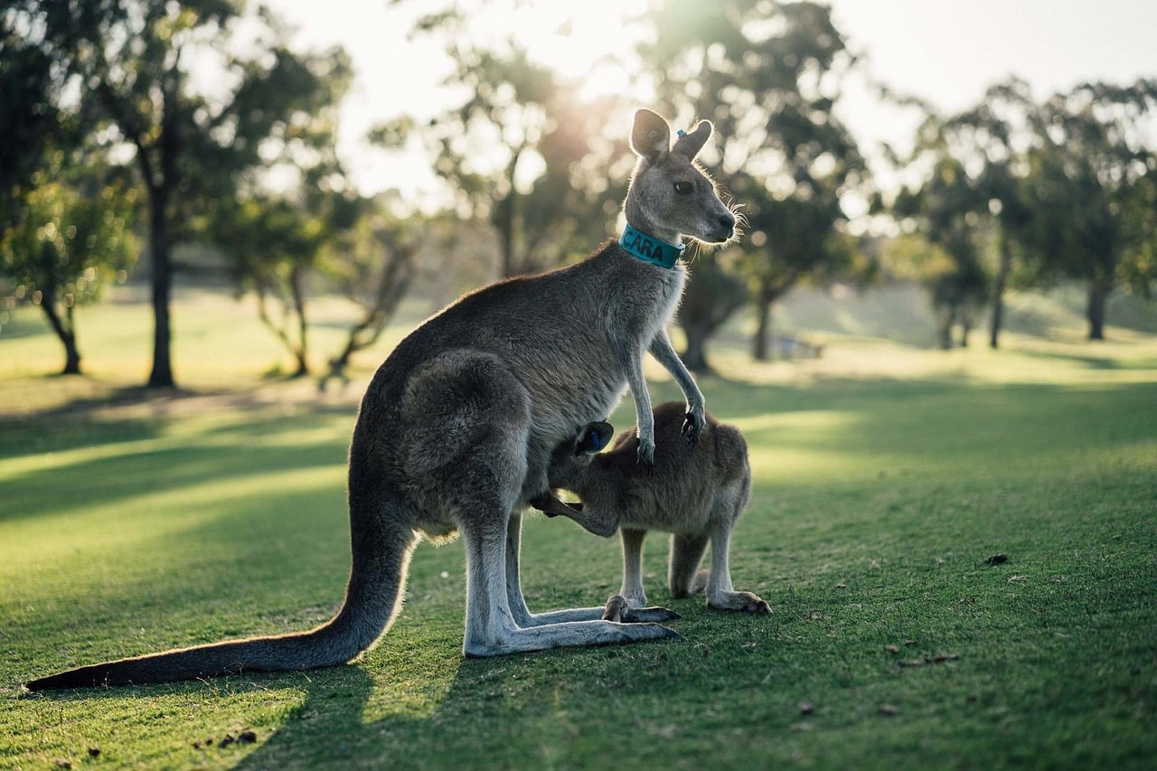 tudo sobre turismo na austrália