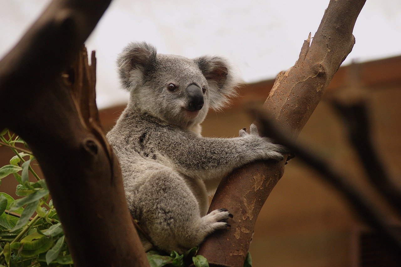 dicas para visitar a austrália