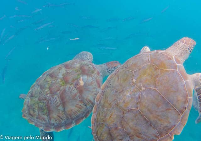 Tartarugas em Barbados.