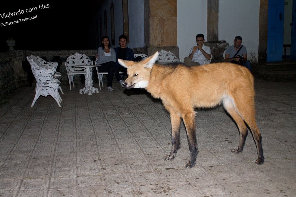 Lobo-guará Lobo-guará no Santuário do Caraça