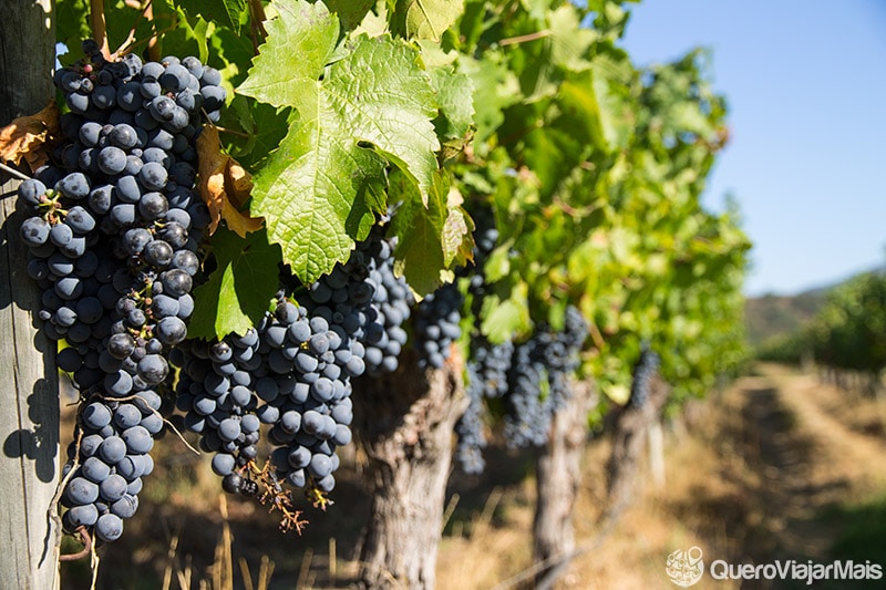 Os melhores vinhos do Chile