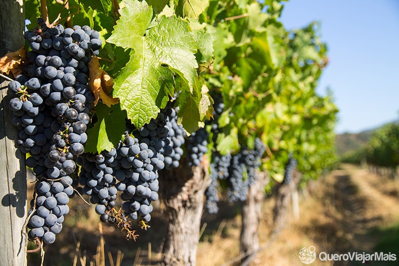 Vinícolas de Santiago