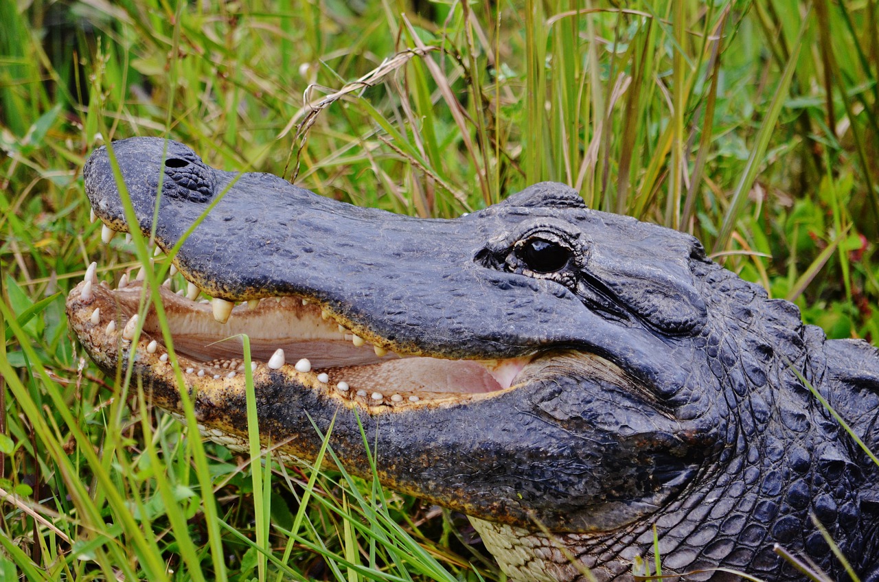 everglades flórida o que fazer em miami