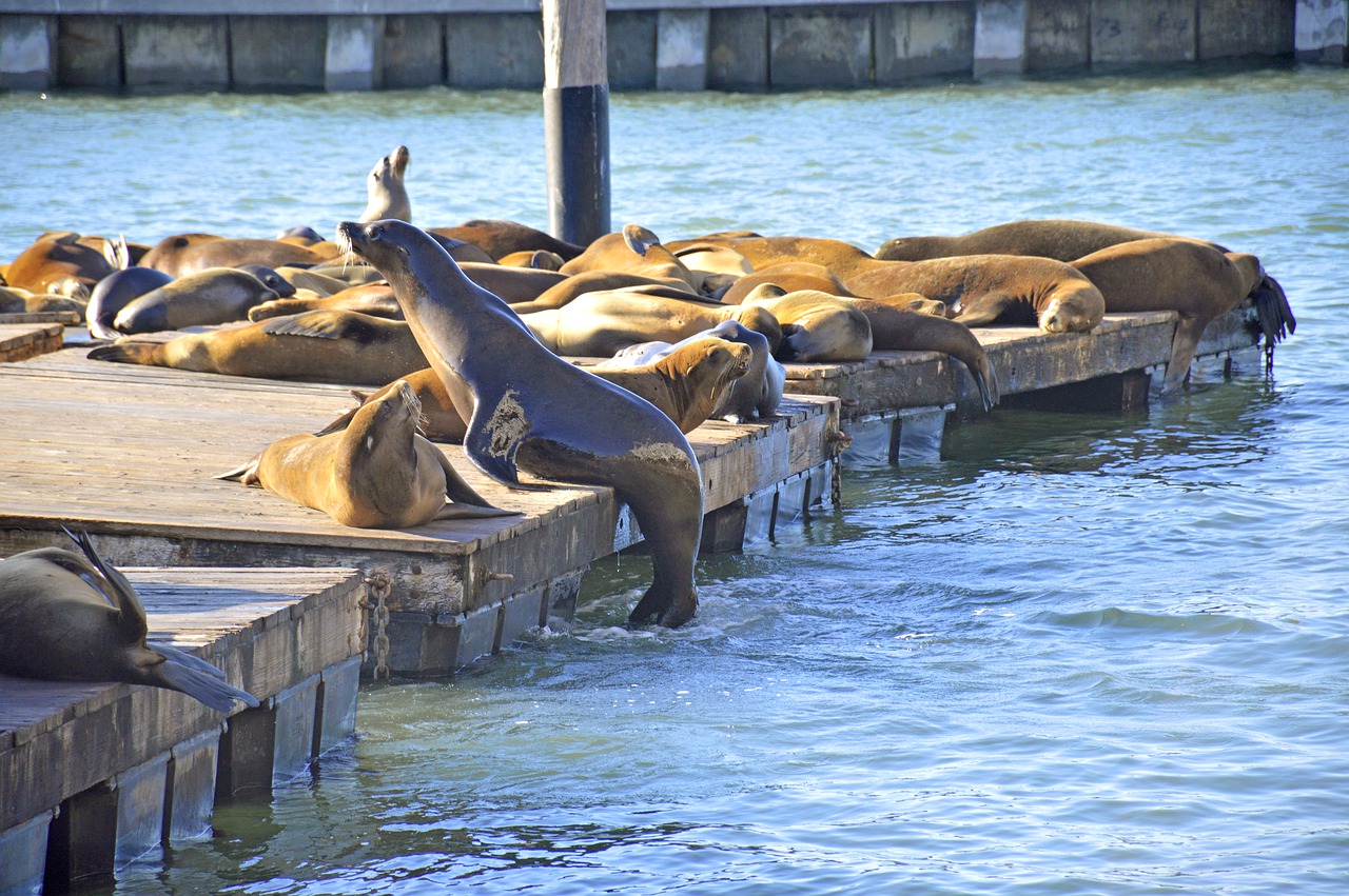 pier 39 california