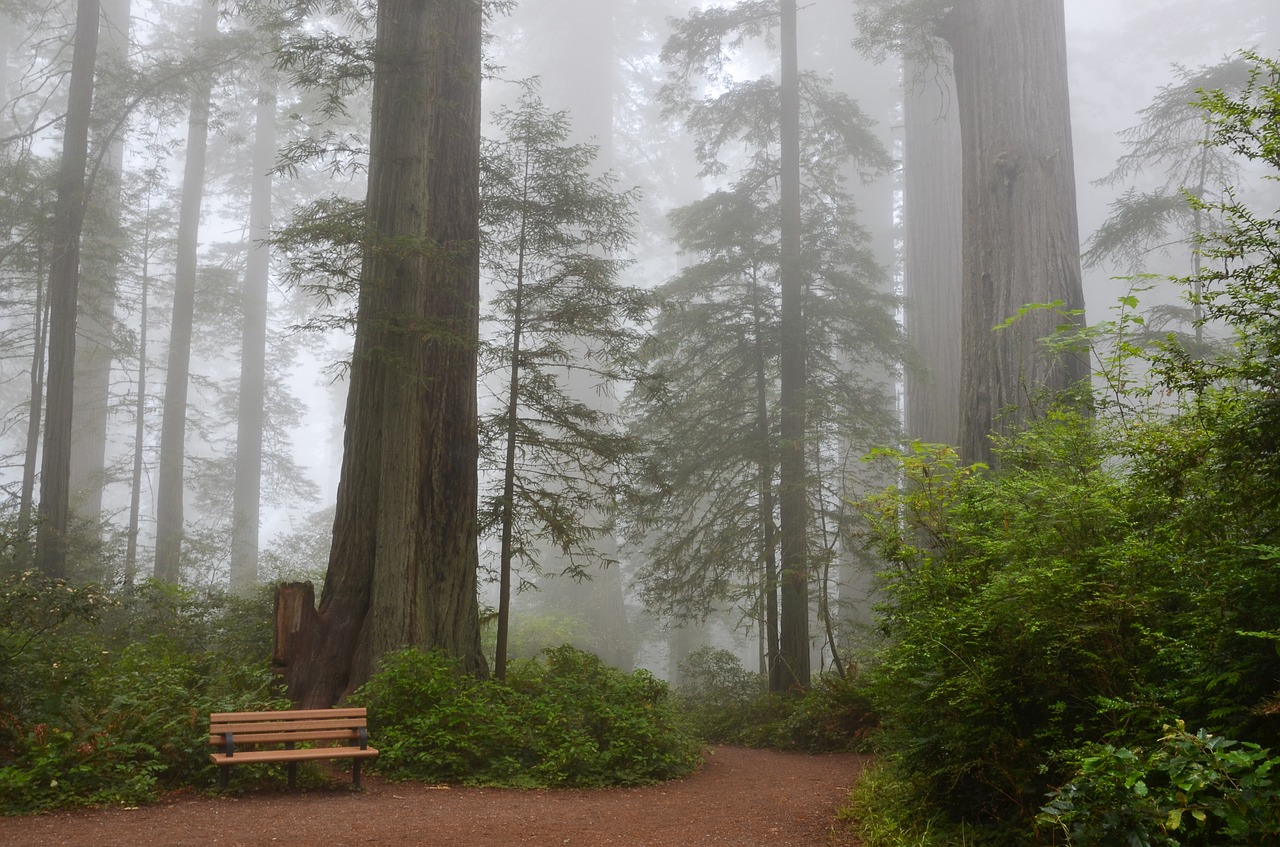 sequoia gigante california pontos turisticos de san francisco