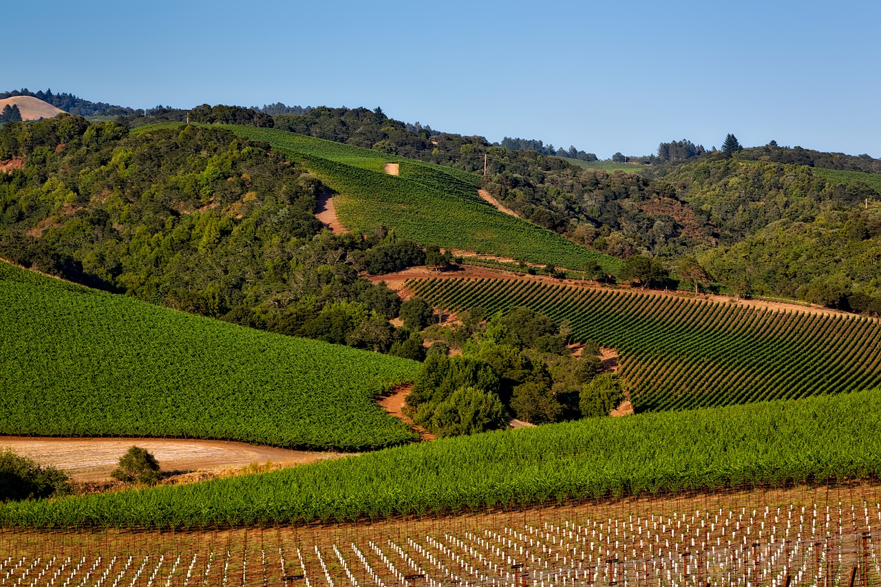 arredores de san francisco sonoma county vinho california