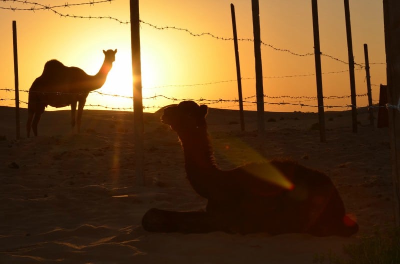 Roteiro pronto em Abu Dhabi