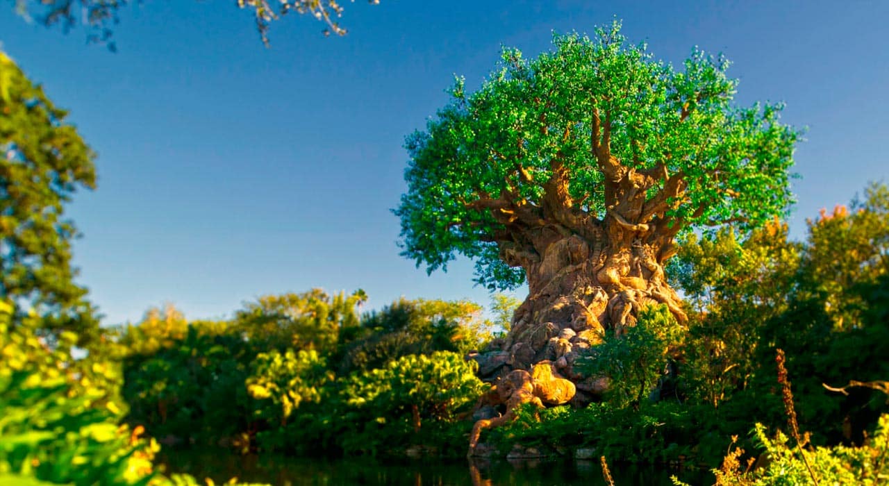 animal kingdom