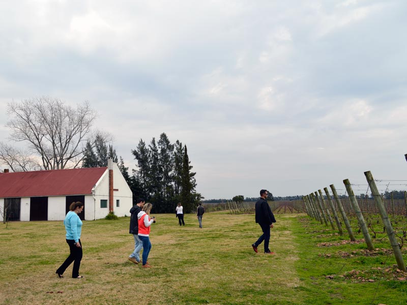 Vinícolas no Uruguai