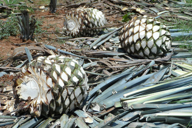 Tipos de tequila no México