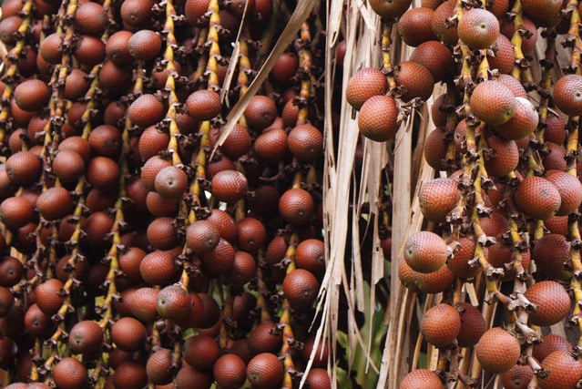 Frutas típicas do Maranhão