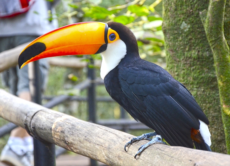 Parque das Aves: melhores passeios de Foz do Iguaçu