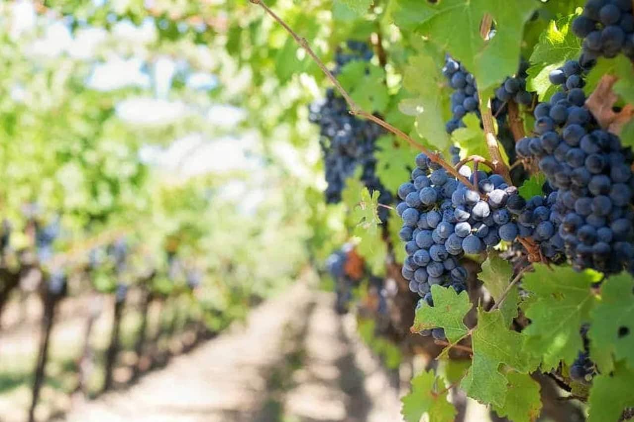 Onde comprar vinhos em Gramado compras em Gramado vinho