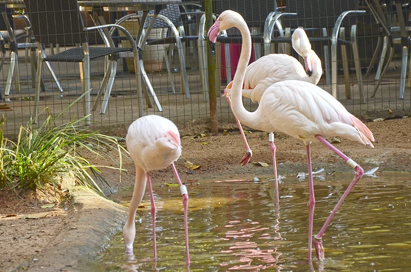 O que não pode faltar em um roteiro por Foz do Iguaçu