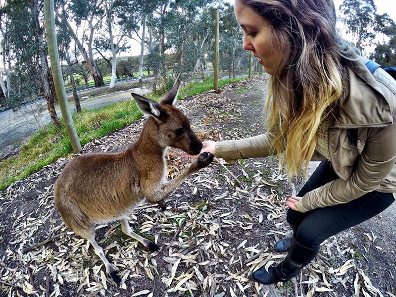 Dicas para estudar na Austrália