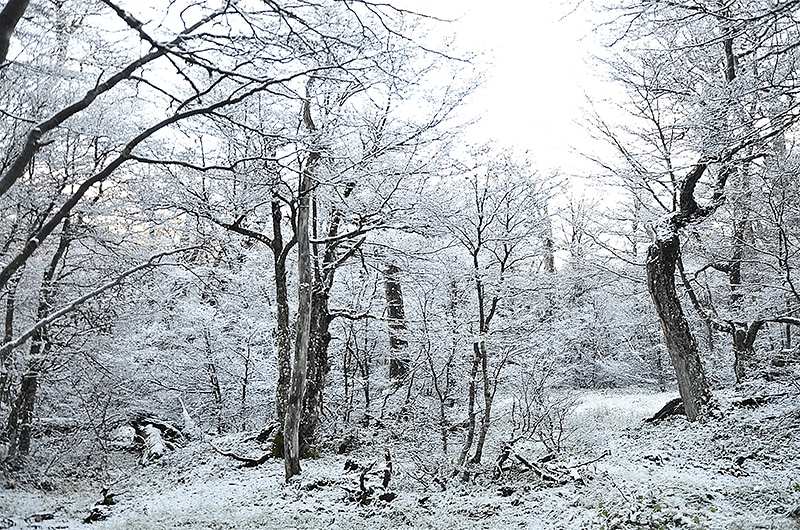 Arvores com neve em ushuaia