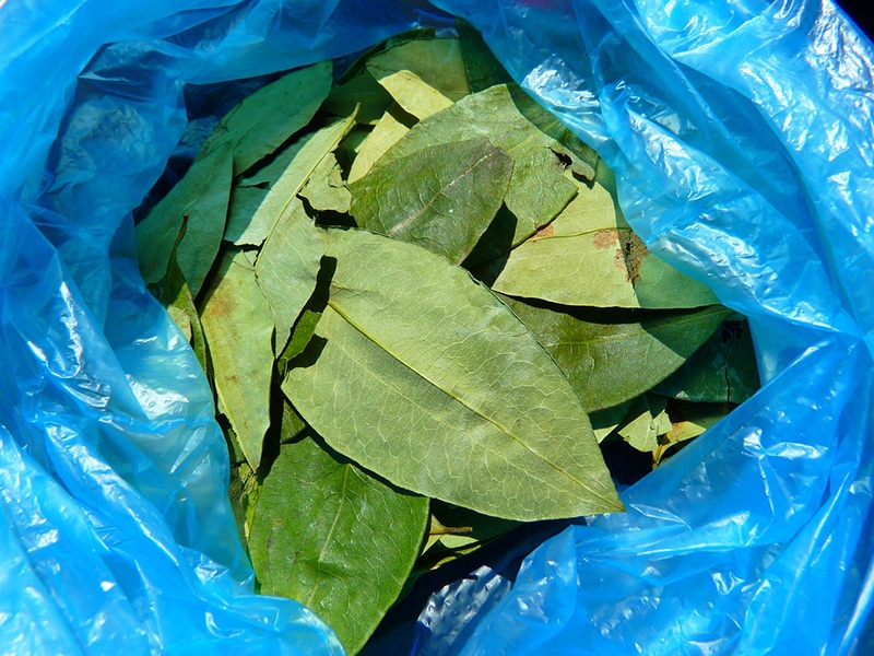 Chá de coca ameniza mesmo os efeitos da altitude