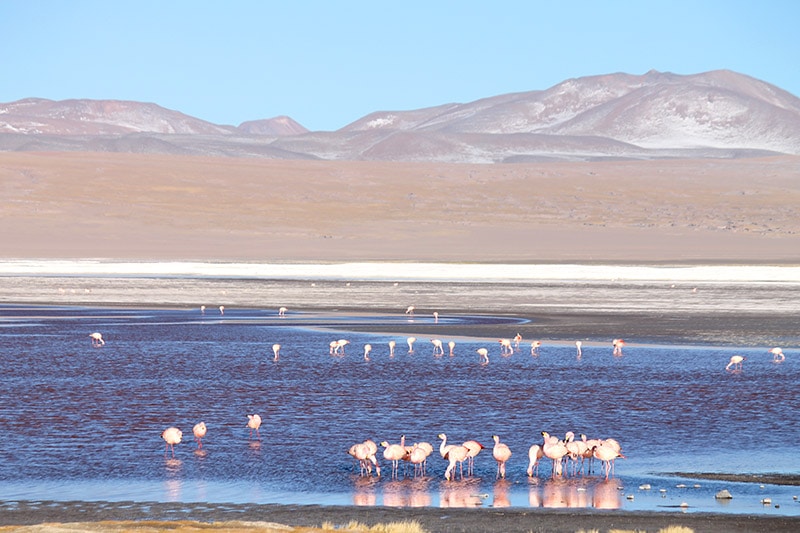 Laguna Colorada no Salar de Uyuni