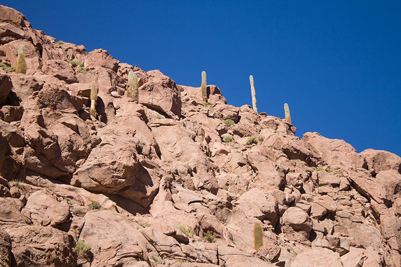 Cactos gigantes no Atacama