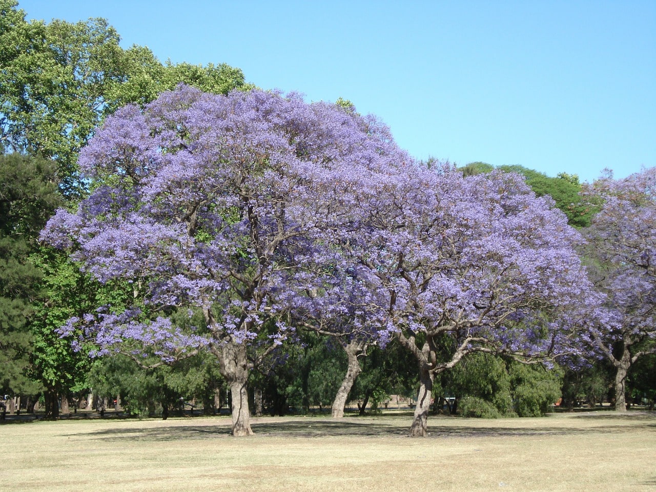 Quando é primavera em Buenos Aires?