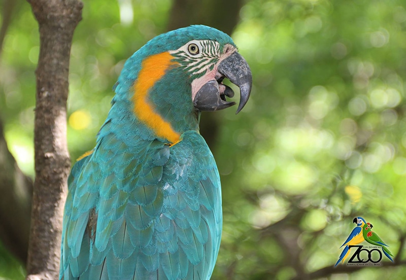 Passeios em Santa Cruz de la Sierra Visitar zoológico em Santa Cruz de la Sierra