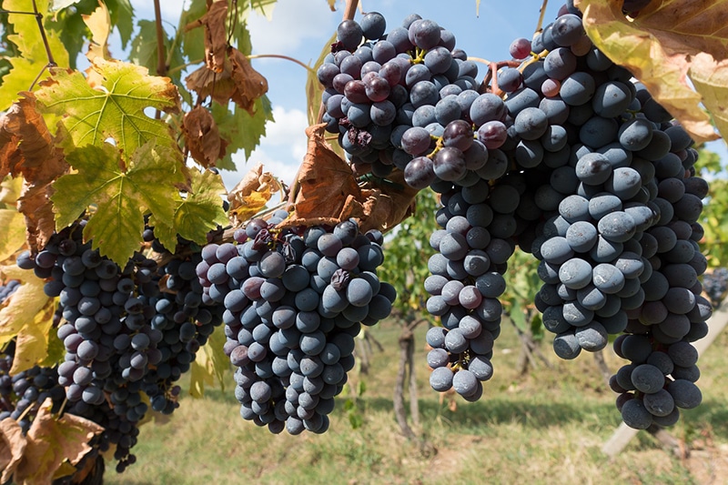 O que comer na Toscana italiana