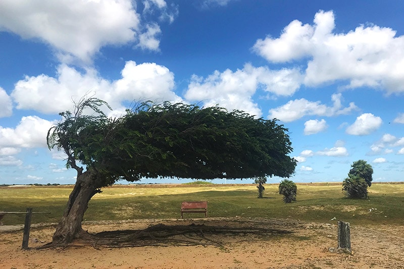 Árvore Penteada no Piauí