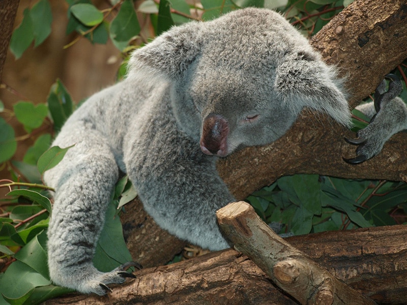 Onde ver coalas na Austrália?