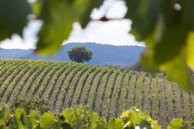 Melhores vinhos na Itália