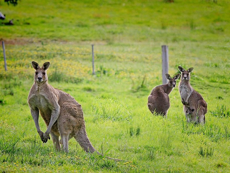 Cangurus em Sydney